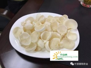 银耳是白色的木耳吗,第3图