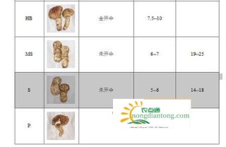 松茸和松露哪个更贵,第2图