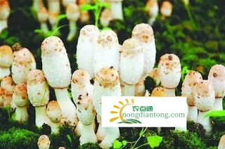 鸡腿菇的种植方法，鸡腿菇的生长环境条件,第3图