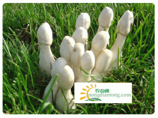鸡腿菇的种植方法，鸡腿菇的生长环境条件,第2图