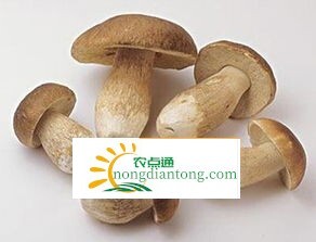 干牛肝菌中毒症状有哪些 怎么更好的预防,第1图