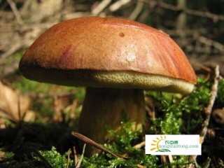 银耳和蘑菇可以一起吃吗？,第2图