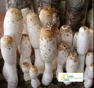 鸡腿菇种植技术，鸡腿菇的生长环境,第4图