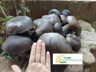 昌宁县村民发现15市斤的牛肝菌,第2图