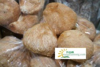 新鲜猴头菇怎么吃，带你做出美味鲜猴头菇,第1图