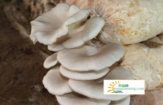 一个平菇菌棒能出多少蘑菇,第1图
