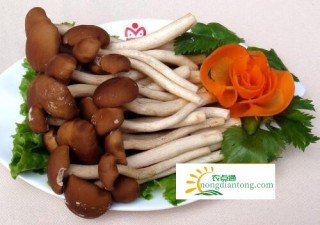 茶树菇的功效与作用，茶树菇可以抗癌吗？,第1图