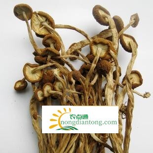 茶树菇干功效与禁忌，茶树菇可利尿消肿,第1图