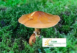 孕妇可以食用牛肝菌吗？有哪些好处？,第2图