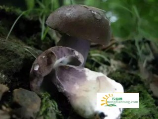 怎样鉴别毒蘑菇牛肝菌？有哪些技巧？,第4图