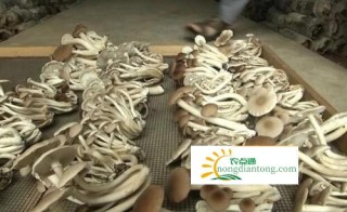 茶树菇栽培的关键技术，如何栽培茶树菇,第2图