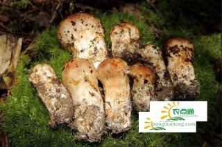 野生巴西蘑菇松茸怎么做好吃吗,第1图