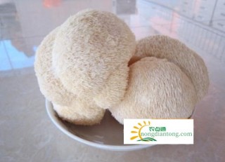 鲜猴头菇粥的功效和作用，教你做出美味的鲜猴头菇,第1图