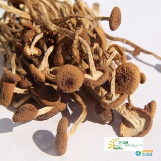 茶树菇的功效与作用，它的食用禁忌有哪些？,第1图