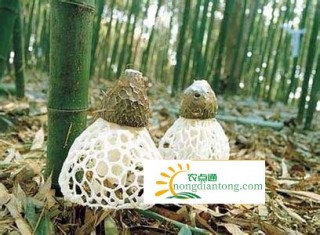 茶树菇和竹荪可以同吃,第3图