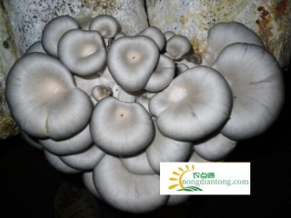 一袋平菇菌出几斤平菇,第2图