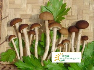 榛蘑与茶树菇的区别，外形与功效上的区别,第2图