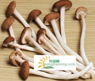 干煸豆角茶树菇做法,教你详细步骤,第3图