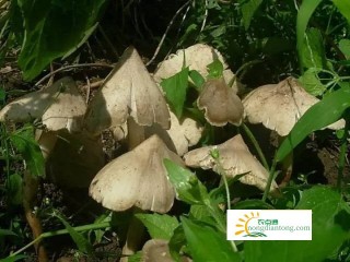 大棚鸡枞菌种种植温度,第2图