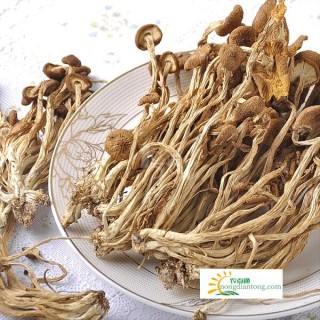 茶树菇的营养价值与适宜人群,第3图