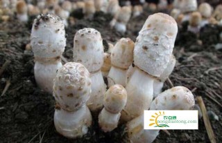 鸡腿菇的菌种怎么种植及种植前景,第2图
