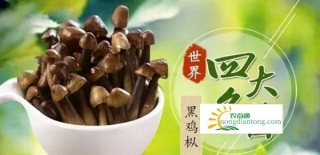 经常吃鸡枞菌有哪些好处？,第2图