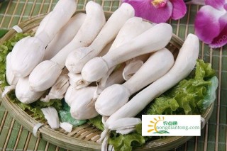 鸡腿菇能和虾一起吃吗,第1图