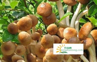 茶树菇栽培的关键技术，如何栽培茶树菇,第1图
