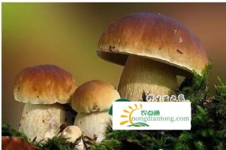 新鲜牛肝菌图片,第3图