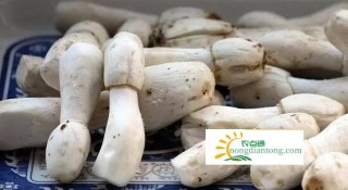 什么是鸡腿菇，鸡腿菇简介,第2图