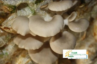 食用菌平菇有啥品种,第2图