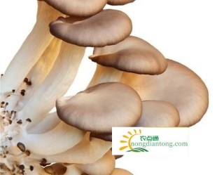 水蘑菇和平菇有区别吗,第1图