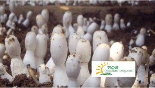 “变废为宝”小小草秸的大用处——鸡腿菇栽培,第1图