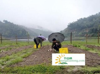 发展赤松茸种植产业 金石镇罗源村找对脱贫产业,第3图