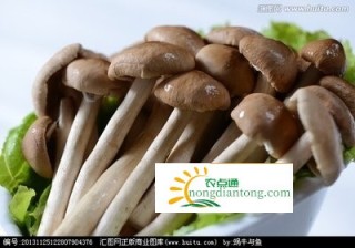 茶树菇的功效与作用禁忌，茶树菇不适宜和什么一起吃？,第2图