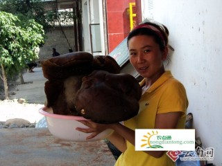 昌宁县村民发现15市斤的牛肝菌,第1图