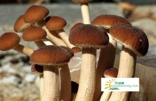 食用菌茶树菇菌种怎么管理及茶树菇栽培技术,第1图