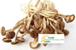 吃茶树菇的注意事项，茶树菇图片,第4图