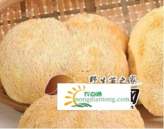 鲜猴头菇怎么保鲜,第2图