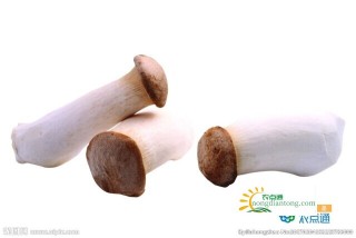 如何判断蘑菇是不是鸡腿菇，鸡腿菇的挑选方法,第2图