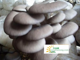 烟台市牟平区西仙姑村引发平菇种植热,第2图