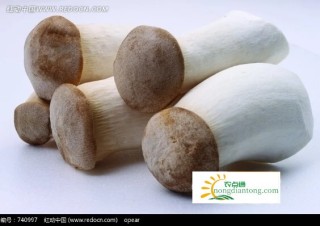 鸡腿菇的出菇管理技术，掌握这些能提高鸡腿菇的产量,第3图