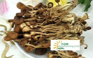 干锅茶树菇的做法窍门，茶树菇为什么会苦？,第3图