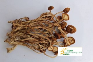 干茶树菇泡发窍门，茶树菇的营养成分,第2图