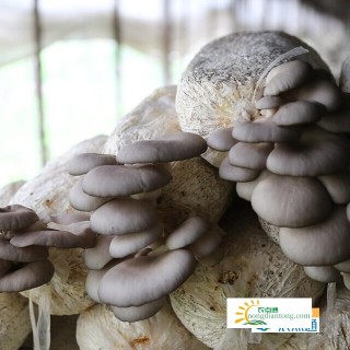 蘑菇一个菌棒能产多少平菇,第1图