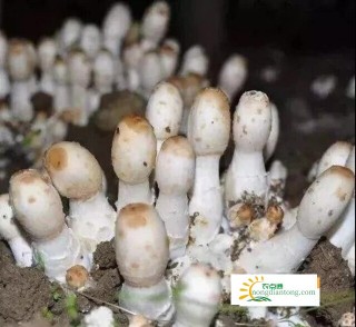 鸡腿菇种植技术，鸡腿菇的生长环境,第3图