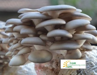 家庭种植平菇视频,第2图
