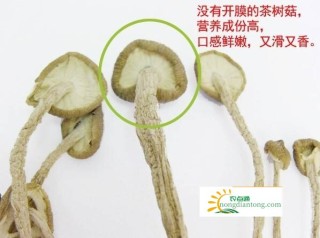 怎么判断茶树菇的好坏？干茶树菇煲汤的做法,第1图