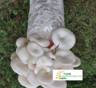 一包平菇菌种能产多少蘑菇,第1图