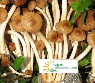 茶树菇和什么一起吃好？茶树菇的搭配,第1图